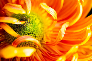 Macrophoto of chrysanthemum pistil surrounded by petals. A rich orange autumn flower. Shooting from an extremely close distance with a macro lens. Selective focusing for better effect