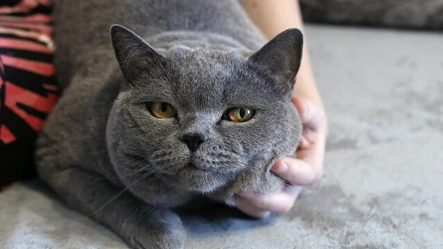 Cute British cat lying in sofa. Hand stroking fluffy pet