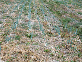 Field of onions before harvesting