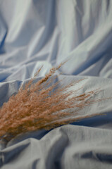 Dry grass aesthetic pampas © Aleksandra