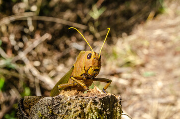 cricket