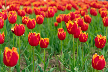 red flowers of fresh holland tulips in field. flowers of holland