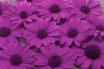 Fototapeta premium purple flowers as background, pattern texture copy space horizontal. Valentine's Day, greeting card