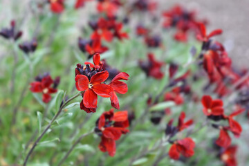Fototapeta premium Wallflower Blood Red Covent Garden