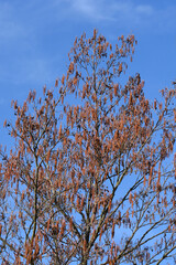 European black alder