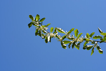 Autumn olive