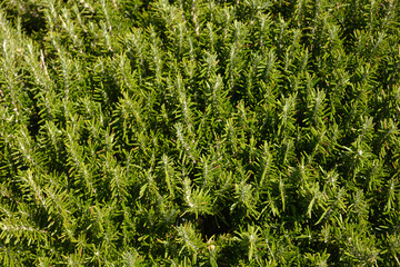 Rosemary flower