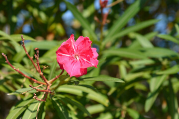 Common oleander