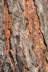 Scots pine bark