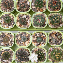 Pots with sprouts of cacti and succulents. Top view. Close-up. Image for websites about home flowers, cacti and their care. Selective focus.