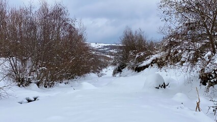 snow covered trees