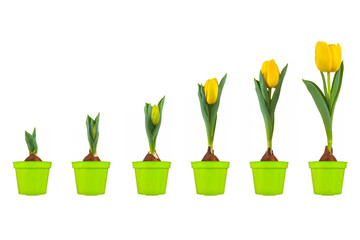 Growth stages of a yellow tulip from flower bulb to blooming flower isolated on white