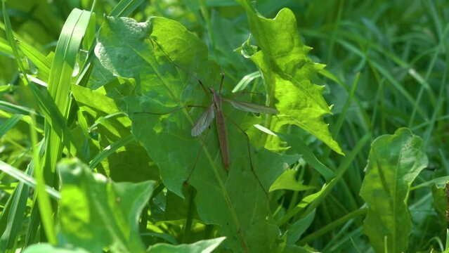 Tipula paludosa,on the grass sits an insect marsh crane fly