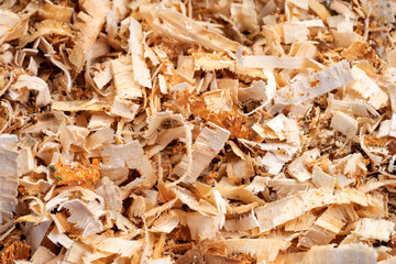 Woodworking wood shavings or wood curls