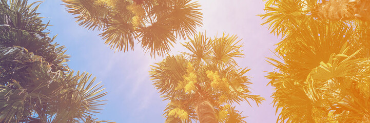 Panoramic image of tropical palm trees against a blue sky, viewed from below.