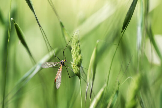 Tipula on green Avena Fatua plant