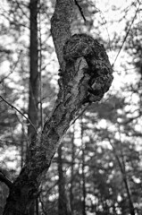 Fototapeta na wymiar A sick birch in a mixed forest.