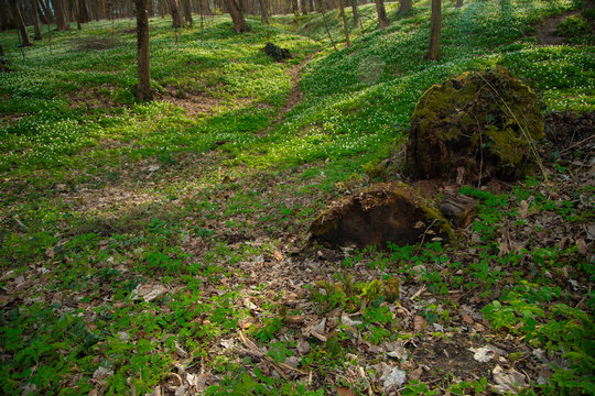 natural spring meadow in edge of forest environment space of blossom April month, grass surface of ground © Артём Князь