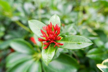 Red West Indian Jasmine Flower with Green Leaf Background. West Indian Jasmine flowers blooming in field in summer season. West Indian Jasmine flowers is the only genus in the tribe Ixoreae