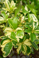 Polyscias, ARALIACEAE or Ming Aralia, green leaf background beautiful in the garden and Useful decorative ornamental plants