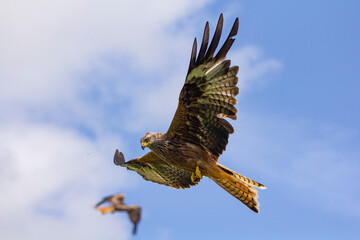 Wild Red Kite bird of prey