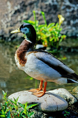 Mallard