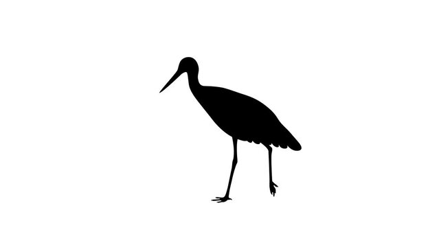 Walking stork, animation on the white background