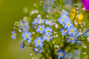 Myosotis arvensis. Blue, small blossoms in the blurred background of green grass