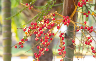 Betel palm or betel nut,it red when old