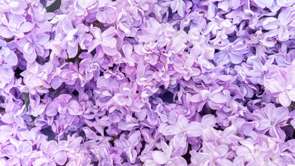 Floral background in lavender color. Lilac flowers for design template of postcards, invitations, business cards.