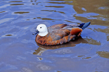 Paradise shelduck