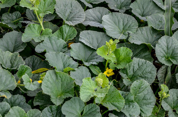 Organic young cantaloupe fruit growing at backyard garden