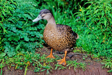Mallard