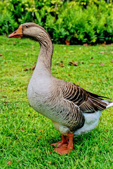 Greylag goose