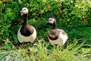 Barnacle goose