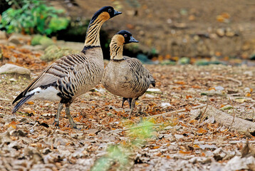 NENE - OCA DELLE HAWAI (Branta Sandwichensis)