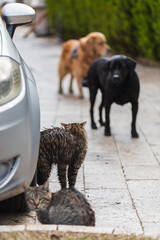 Fototapete bei efototapeten.de bestellen   