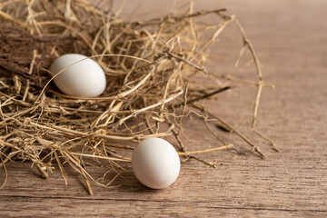 Two bird eggs with the nest.