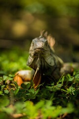 cute green iguana with orange legs looking at the camera and standing on the grass in sunny day in the park