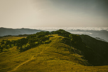 Las wawrzynowy. Płaskowyż Fanal, Madera. © Anna Korpak