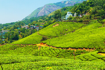 Fototapeta premium Landscape view of a tea plantation.