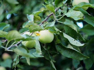 Apples ripen on the branches of apple trees. Fruit growing in the garden.