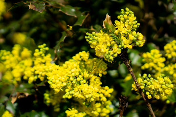 Close up shot of blossoms in spring