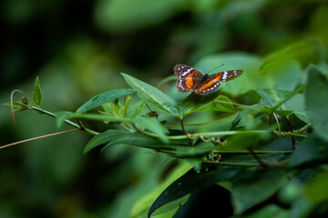 beautiful orange butterfly with orange brown wings and white spots, sitting on a leaf in a park, botanic garden