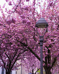 Cherry blossoms in Bonn