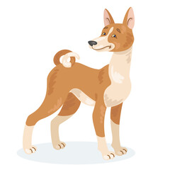 Basenji dog breed. In cartoon style. Isolated on white background. Vector flat illustration.