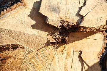 Fototapeta na wymiar tree cut down and prepared for removal