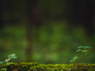 traditional forest of central Russia, summer sunset. Scenic forest of fresh green trees, beautiful park, summer landscape, birch grove, fir forest summer landscape. close-up detail of the forest