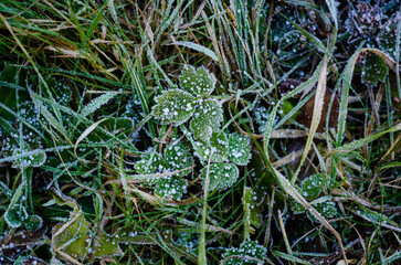 close up of moss