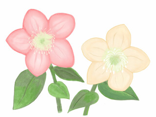 可愛いクリスマスローズ_色えんぴつ画